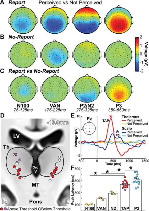 Cortical And Thalamic Electrophysiology Signals In Conscious