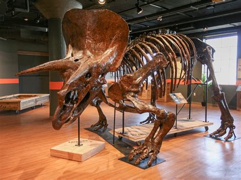 Dinosaur Fossils Coming To Dunn Museum | Libertyville, IL Patch