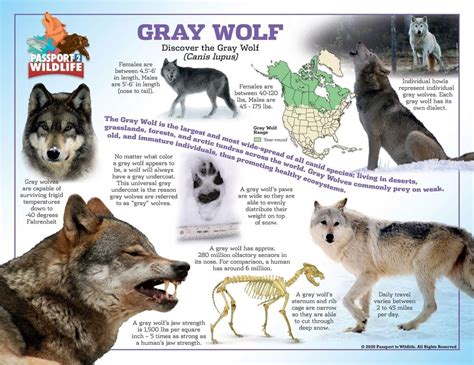 Gray Wolf Laminated Poster