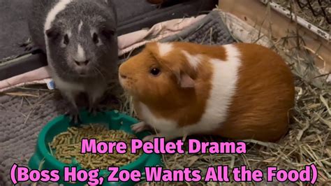 More Pellet Drama Boss Hog Zoe Wants All The Food Youtube