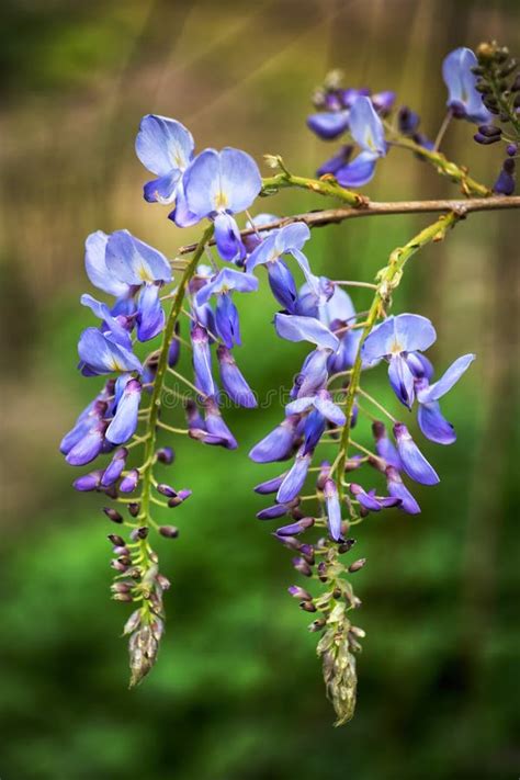 Chinese Wisteria Sinensis Blooming Flower Stock Image Image Of