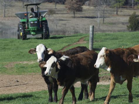 Stocker Calves On Pasture In East Texas During January Agrilife