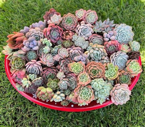 How To Grow Colorful Succulents Tips And Tricks For A Vibrant Collection