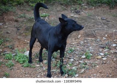 Indian Street Dogs Indian Country Dogs Stock Photo 1183893496 ...