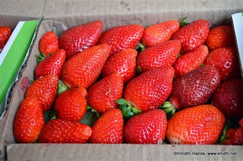 Mahabaleshwar Strawberry Farm Free Visit - eNidhi India Travel Blog