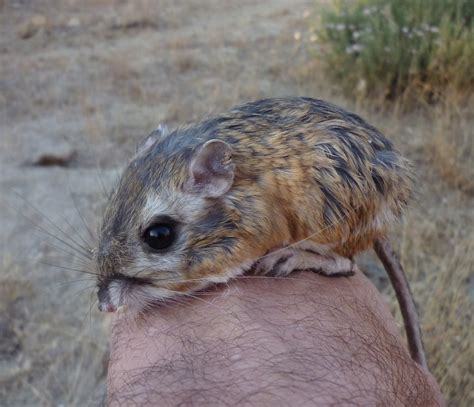 Heermann's Kangaroo Rat (Mammals of Pinnacles National Park ...