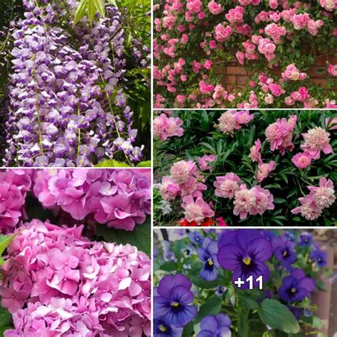 A Must-Have Collection of Plants for the Iconic English Garden - baolichsu