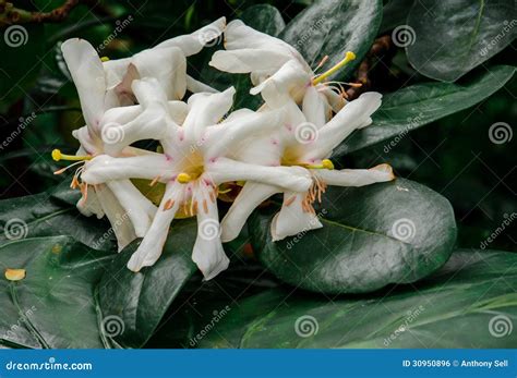 Poor Man S Orchids Stock Photo Image Of Blooming Orchids 30950896