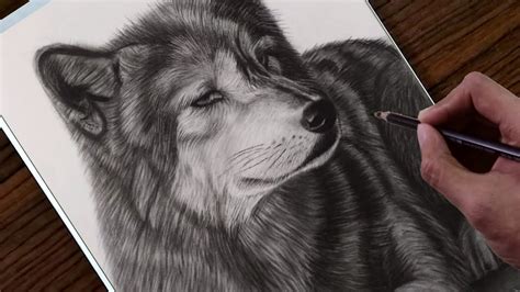 How To Draw A Realistic Wolf