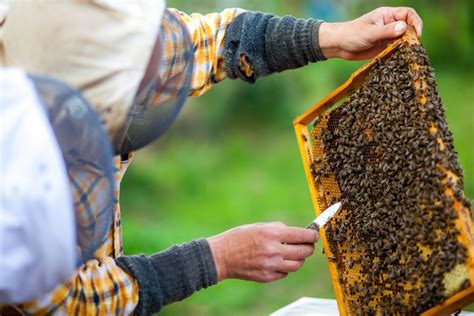 Por qué son importantes las abejas SinEmbargo MX