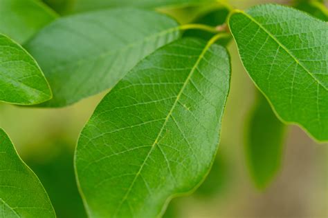 Mexican White Oak Named Texas Superstar Shade Tree Nursery Management