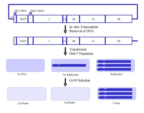 The Hcv Subgenomic Replicon System Download Scientific Diagram