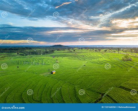 Indonesian Natural Beauty With A View Of Green Rice Fields As Well As A