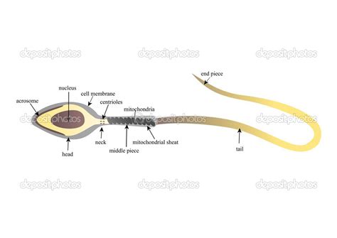 Spermatocele Anatomy