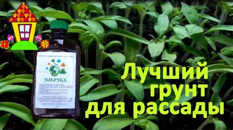 Лучший грунт для рассады. Делаем сами. - YouTube