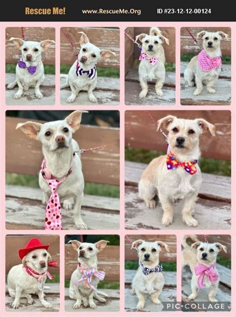 Adopt 23121200124 Chihuahua Rescue Riverside County Ca