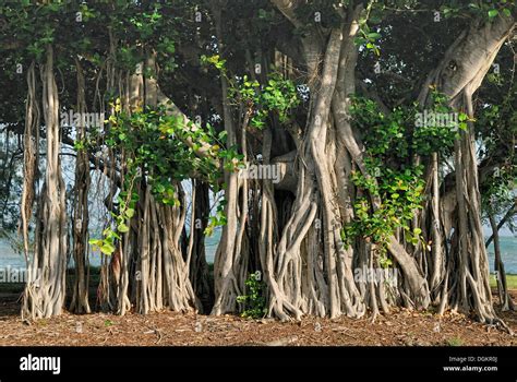 Aerial Roots Of Banyan Tree Ficus Benghalensis Geoffrey Bay Stock