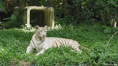 Zoo Negara Malaysia Selangor A Place To Meet The Giant Panda In