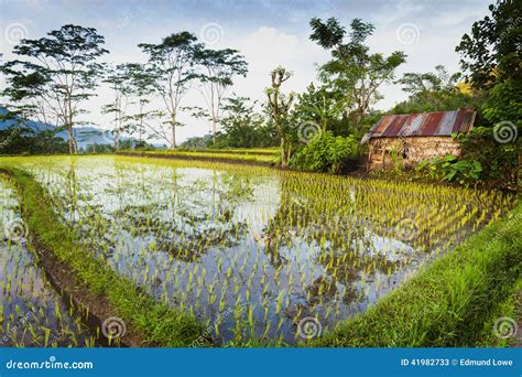 Campos Del Arroz De Bali Imagen De Archivo Imagen De Amanecer