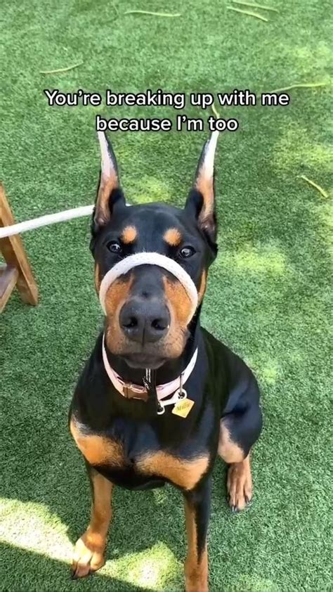 14 funny doberman memes that will make you smile – Artofit