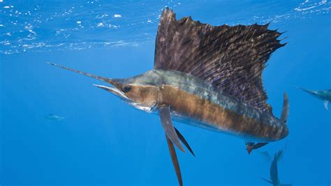 Welcher Fisch Ist Das 11