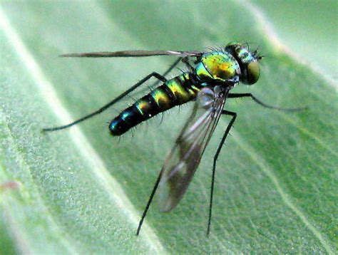 Long Legged Fly Condylostylus Patibulatus BugGuide Net