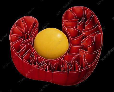 Illustration of structure of mitochondrion - Stock Image - G465/0018 ...