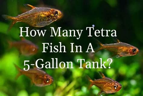 How Many Neon Tetras In A Gallon Tank Tetra Fish Care