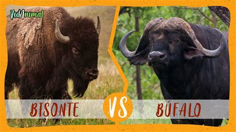 Bisonte Americano Vs B Falo Africano Youtube