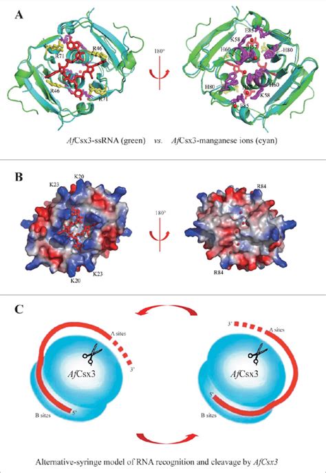 Catalytic Mechanisms Of AfCsx3 A Structural Superimposition Of