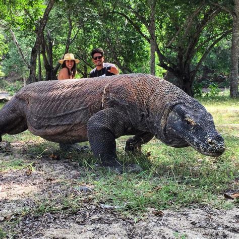 Conoce Al Lagarto Mas Grande Del Mundo El Dragon De Komodo