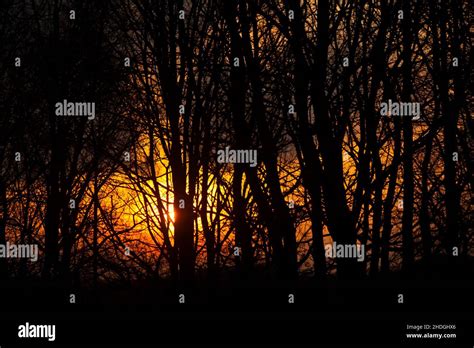 sunset, forest, silhouette, sunsets, forests, wood, woodland, woods ...