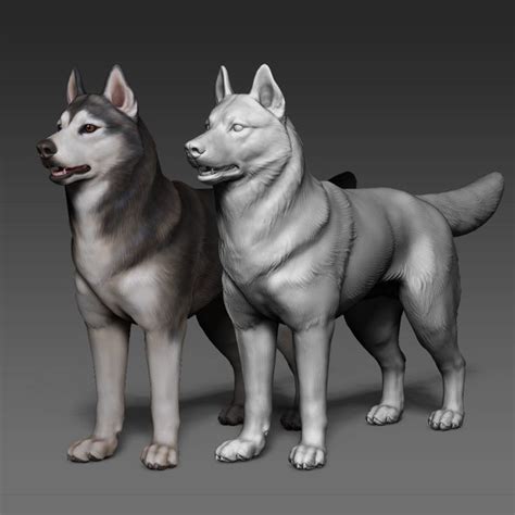 Siberian Husky High Polygon 3d Model With Polypaint 3d Model