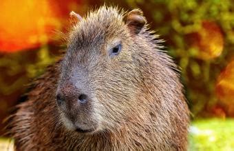 Capybara Pet Facts and Complete Care Guide | LoveToKnow Pets