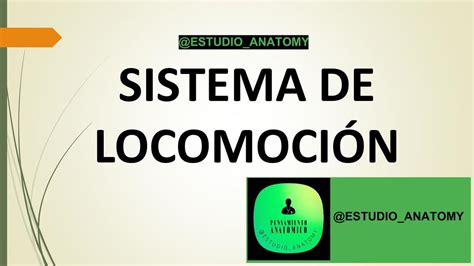 Sistema De Locomoci N Pensamiento Anat Mico Udocz