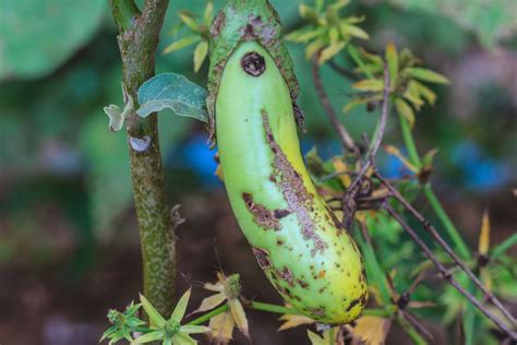 Learn About Eggplant Pests And Diseases Gardening Know How