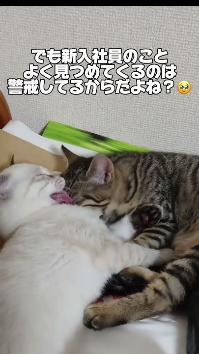 猫が撫でて欲しいサイン🐱 Youtube