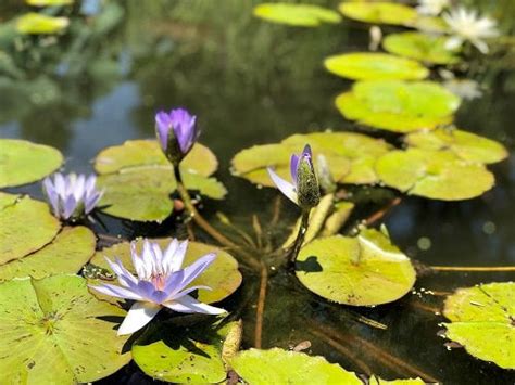 20 Miniature Water Lily Varieties for a Container Water Garden