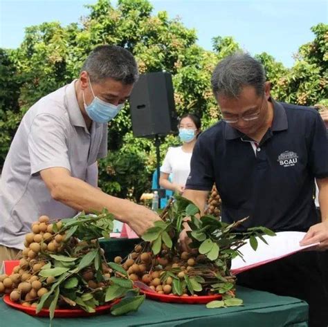 三大战役在行动︱龙眼“点睛”！潮州党建激活乡村振兴新动能 联饶镇 种植 草埔