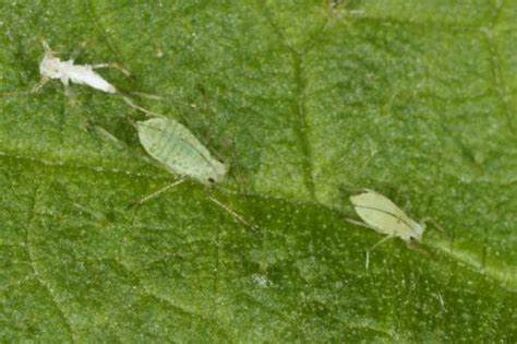 Microlophium Carnosum Photo Michel Ehrhardt Galerie Insecte Org