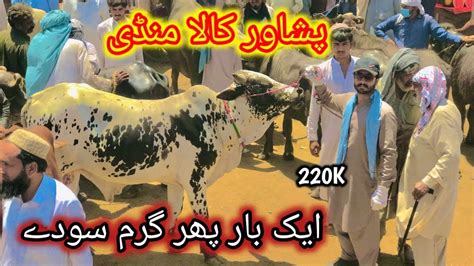 Peshawar Kala Mandi Garam Soday Shuro Maweshi Mandi Pakistan Bakra