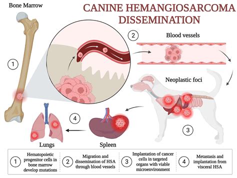 Understanding Hemangiosarcoma: Causes, Symptoms, and Treatment Options – Dog Carely