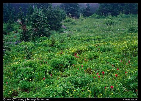 🔥 40 Mount Rainier Meadow Flowers Wallpapers Wallpapersafari