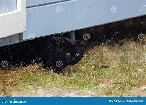 Black Cat Is Hiding Under Rural Barn Stock Photo Image Of Cute