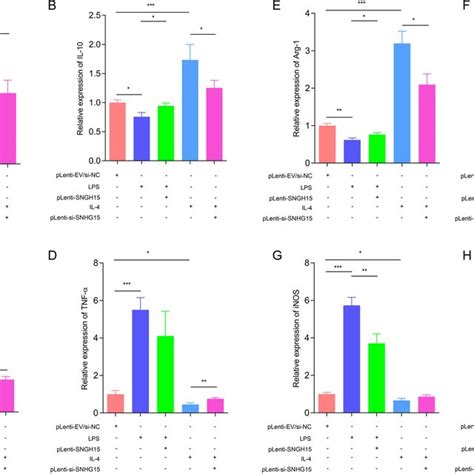 SNHG15 Promotes M2 Polarization Of Macrophages AD Effects Of Forced