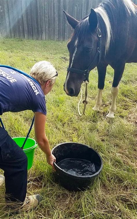 Planned Giving Humane Society Of Louisiana