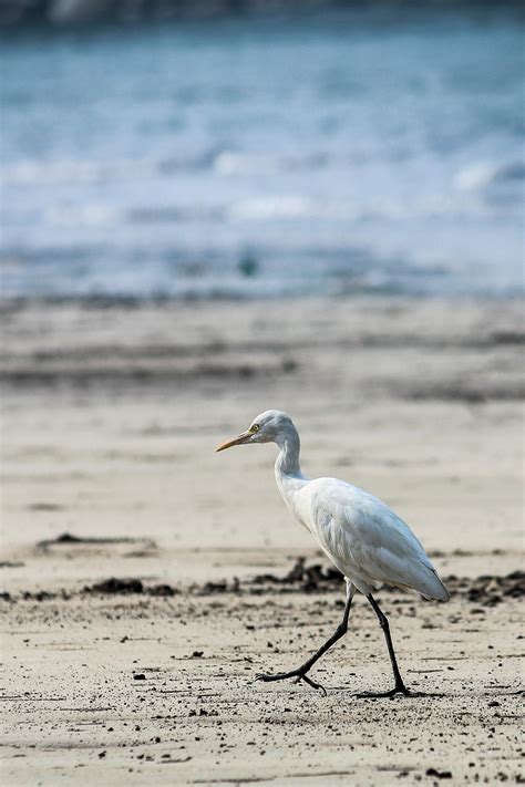 Seagulls Flying over Beach · Free Stock Photo