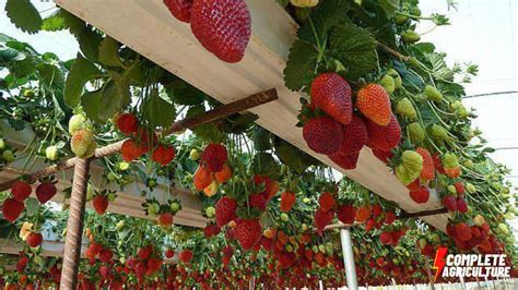 Modern Strawberry Farming Harvesting Strawberry Processing In