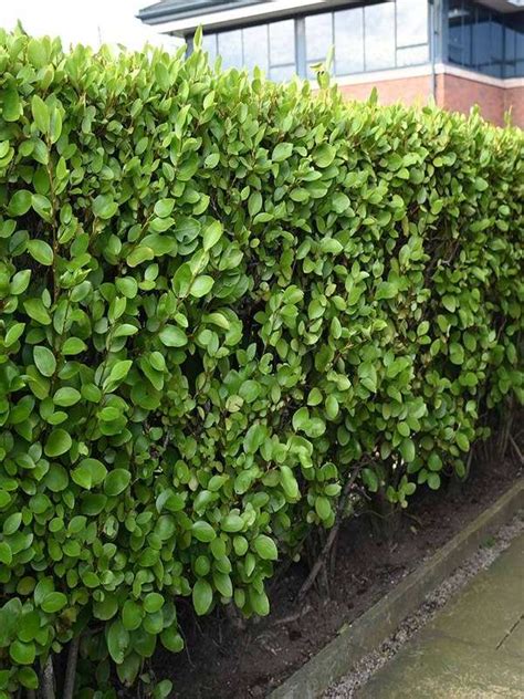 Griselinia Littoralis ‘ Nz Broadleaf Mint ‘ Neth Green