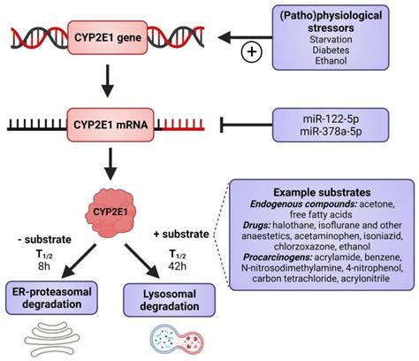 Ijms Free Full Text Cyp E In Alcoholic And Non Alcoholic Liver